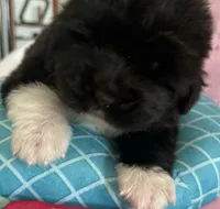 Pink2, a female Newfoundland for sale in Riverside, CA – 5 of 8