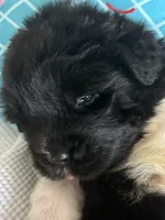 Pink2, a female Newfoundland for sale in Riverside, CA – 6 of 8