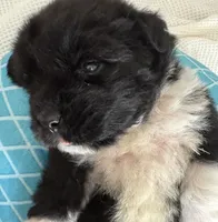 Pink 1, a female Newfoundland for sale in Riverside, CA – 4 of 10