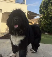 Pink 1, a female Newfoundland for sale in Riverside, CA – 8 of 10