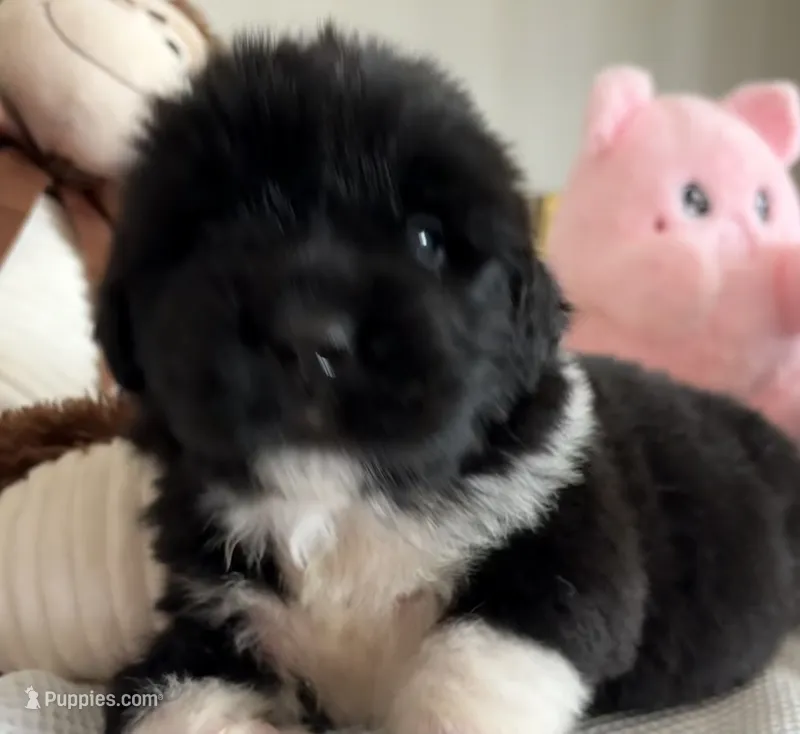 Pink 1 – Newfoundland puppy for sale in Riverside, CA
