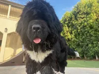Pink 1, a female Newfoundland for sale in Riverside, CA – 10 of 10