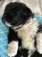 Pink 1, a female Newfoundland for sale in Riverside, CA – 6 of 10