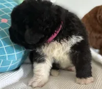 Pink2, a female Newfoundland for sale in Riverside, CA – 2 of 8
