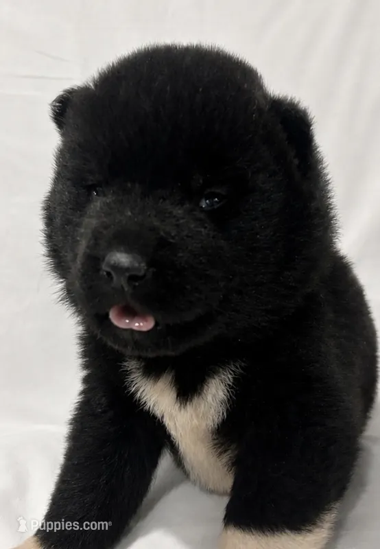 Puppy#4 – Akita puppy for sale in Detroit, MI