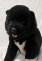 Puppy#4, a female Akita for sale in Detroit, MI – 1 of 1