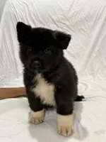 Puppy#2, a male Akita for sale in Detroit, MI – 2 of 4