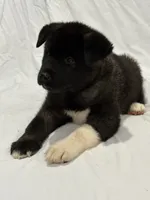 Puppy#5, a female Akita for sale in Detroit, MI – 3 of 4