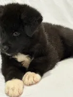 Puppy 1, a male Akita for sale in Detroit, MI – 4 of 4