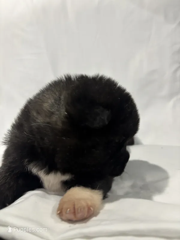 Puppy #3 – Akita puppy for sale in Detroit, MI
