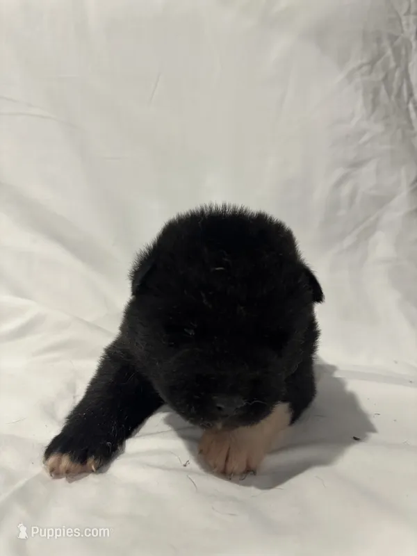 Puppy#5 – Akita puppy for sale in Detroit, MI