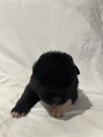 Puppy#5, a female Akita for sale in Detroit, MI – 1 of 1