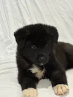 Puppy 1, a male Akita for sale in Detroit, MI – 2 of 4