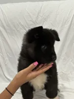 Puppy#2, a male Akita for sale in Detroit, MI – 3 of 4