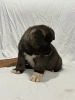 Puppy #3, a male Akita for sale in Detroit, MI – 3 of 4