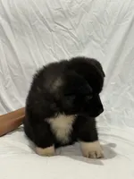 Puppy#2, a male Akita for sale in Detroit, MI – 4 of 4