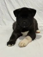Puppy#5, a female Akita for sale in Detroit, MI – 2 of 4