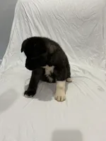 Puppy#5, a female Akita for sale in Detroit, MI – 4 of 4