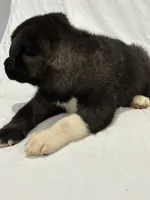 Puppy #3, a male Akita for sale in Detroit, MI – 2 of 4