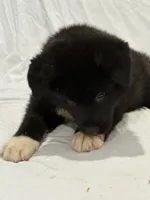 Puppy 1, a male Akita for sale in Detroit, MI – 3 of 4