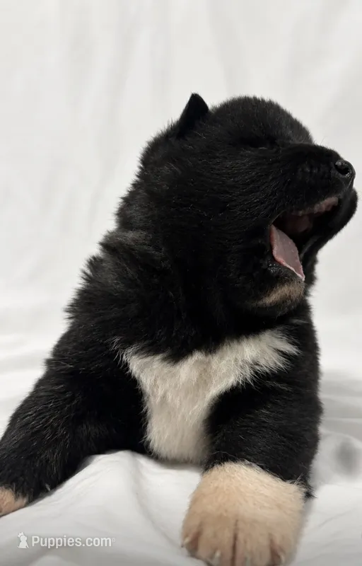 Puppy#2 – Akita puppy for sale in Detroit, MI