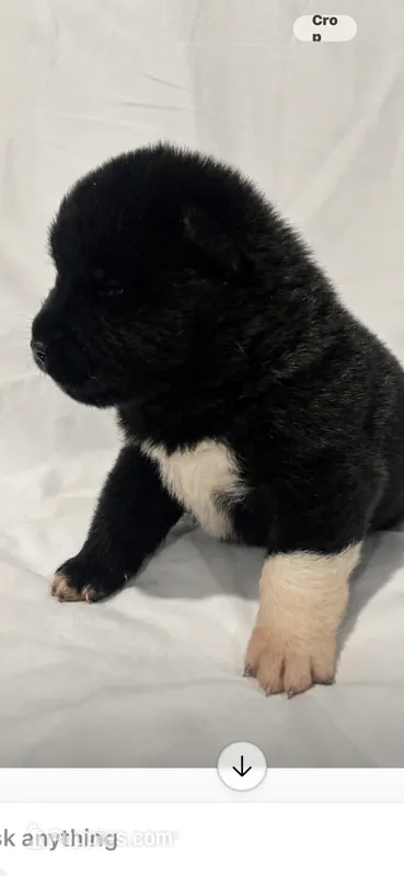 Puppy 1 – Akita puppy for sale in Detroit, MI