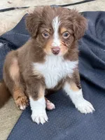 Brownie, a male Miniature Australian Shepherd for sale in Sacramento, CA – 1 of 5