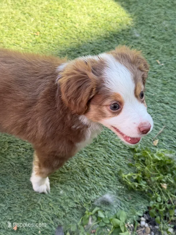 Willow – Miniature Australian Shepherd puppy for sale in Sacramento, CA