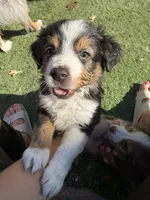 Bear, a male Miniature Australian Shepherd for sale in Sacramento, CA – 3 of 4