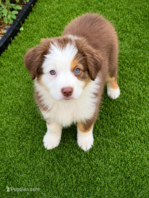 Violet  – Miniature Australian Shepherd puppy for sale in Sacramento, CA