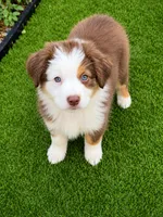 Violet , a female Miniature Australian Shepherd for sale in Sacramento, CA – 1 of 1