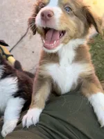 Miles, a male Miniature Australian Shepherd for sale in Sacramento, CA – 3 of 4
