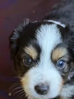 Bear, a male Miniature Australian Shepherd for sale in Sacramento, CA – 4 of 4