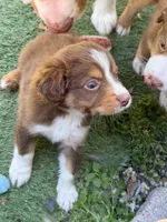 Brownie, a male Miniature Australian Shepherd for sale in Sacramento, CA – 5 of 5