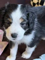 Rocky, a male Miniature Australian Shepherd for sale in Sacramento, CA – 2 of 3