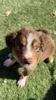 Brownie, a male Miniature Australian Shepherd for sale in Sacramento, CA – 2 of 5