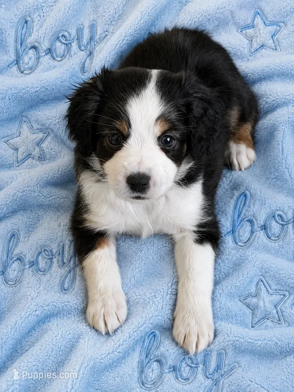 Rocky – Miniature Australian Shepherd puppy for sale in Sacramento, CA