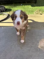 Willow, a female Miniature Australian Shepherd for sale in Sacramento, CA – 3 of 3
