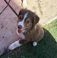 Miles, a male Miniature Australian Shepherd for sale in Sacramento, CA – 4 of 4