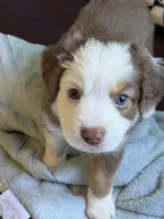 Violet , a female Miniature Australian Shepherd for sale in Antelope, CA – 2 of 3