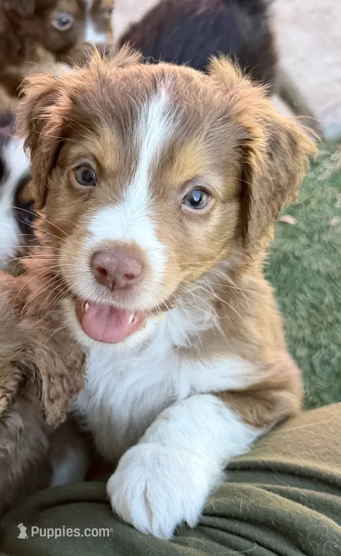 Miles – Miniature Australian Shepherd puppy on hold in Sacramento, CA