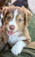 Miles, a male Miniature Australian Shepherd for sale in Sacramento, CA – 1 of 4