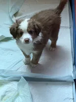 Willow, a female Miniature Australian Shepherd for sale in Sacramento, CA – 2 of 3
