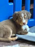 Brownie, a male Miniature Australian Shepherd for sale in Sacramento, CA – 4 of 5
