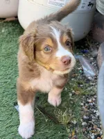 Miles, a male Miniature Australian Shepherd for sale in Sacramento, CA – 2 of 4