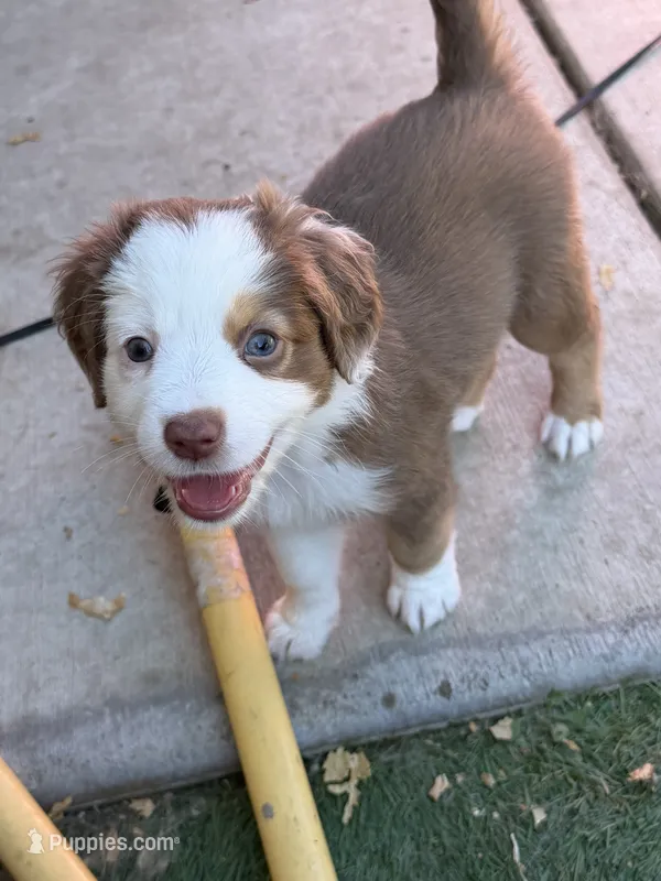 Violet  – Miniature Australian Shepherd puppy for sale in Antelope, CA