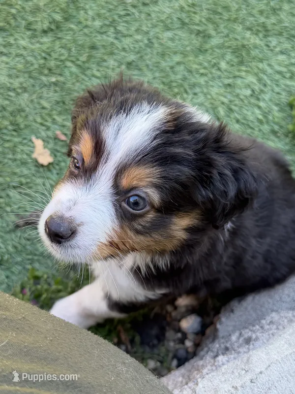 Bear – Miniature Australian Shepherd puppy for sale in Sacramento, CA