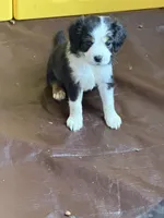 Rocky, a male Miniature Australian Shepherd for sale in Sacramento, CA – 3 of 3