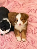 Willow, a female Miniature Australian Shepherd for sale in Sacramento, CA – 1 of 3