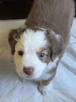 Jesse, a female Miniature Australian Shepherd for sale in Sacramento, CA – 1 of 4